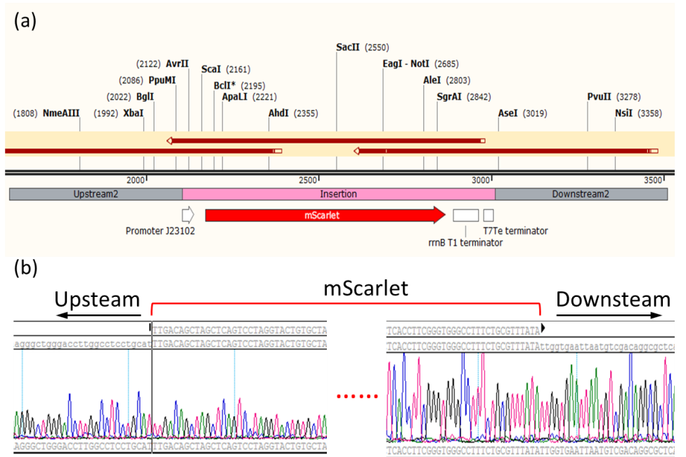 雙質(zhì)?；蚓庉? /> 
</p>
<p>
	圖2 mScarlet基因敲入后大腸桿菌基因組序列。（a）敲入位點(diǎn)上下游基因圖譜及測(cè)序組裝示意圖，（b）敲入位點(diǎn)上下游測(cè)序序列峰形圖。
</p>
<p style=